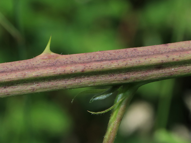 Rubus montanus