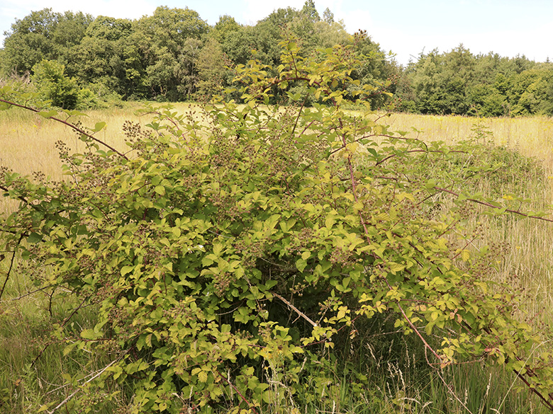 Rubus montanus