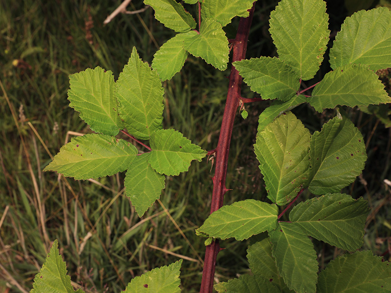 Rubus montanus