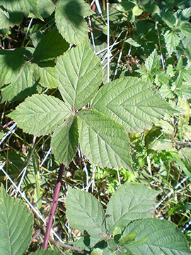 Rubus nemorosus