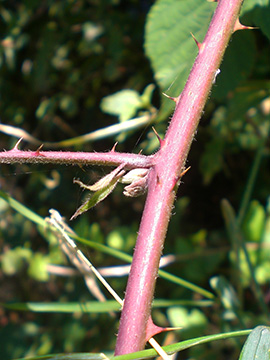 Rubus nemorosus