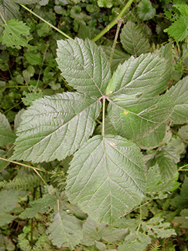 Rubus nemorosus