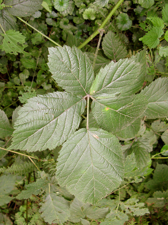 Rubus nemorosus