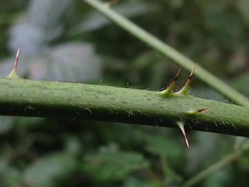 Rubus nemorosus