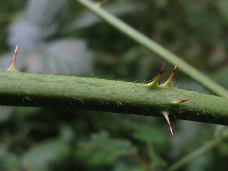 Rubus nemorosus