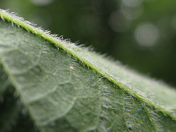 Rubus nemorosus