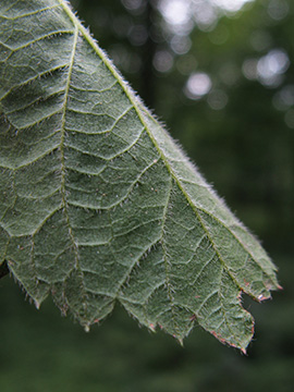 Rubus nemorosus