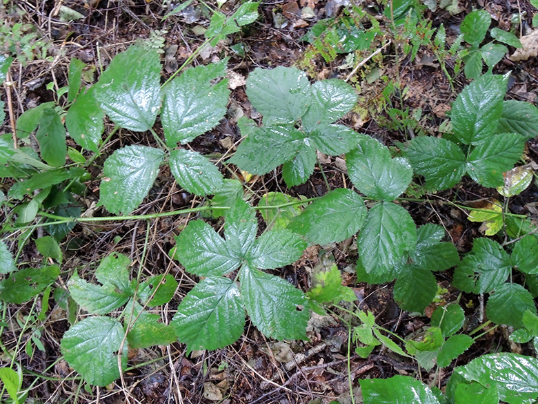 Rubus nemorosus