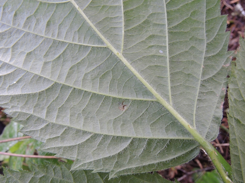 Rubus nemorosus