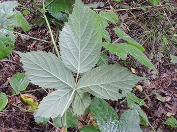 Rubus nemorosus