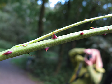 Rubus nessensis