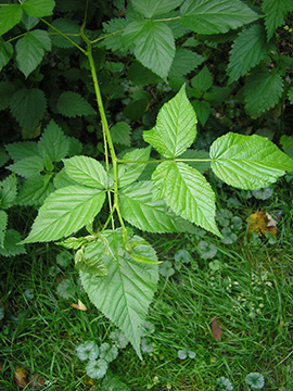 Rubus nessensis