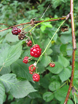 Rubus nessensis