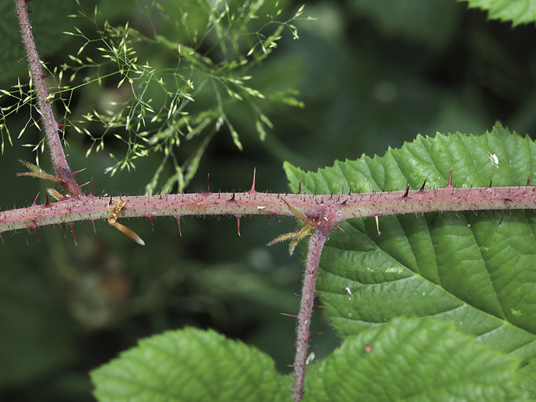 Rubus oreades