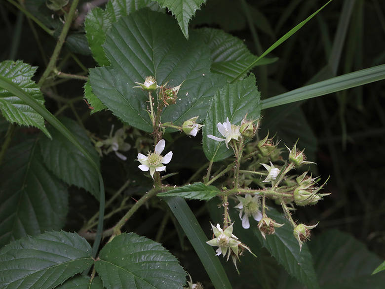 Rubus oreades