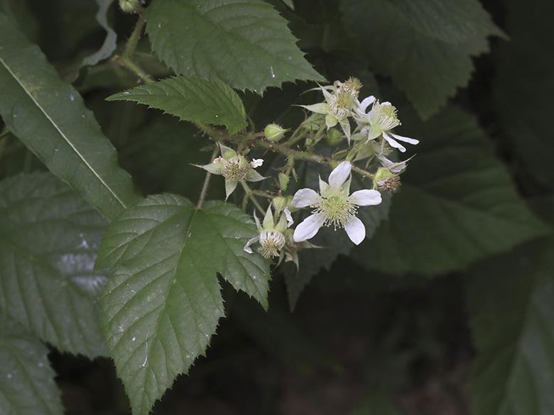 Rubus oreades