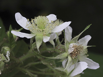 Rubus oreades