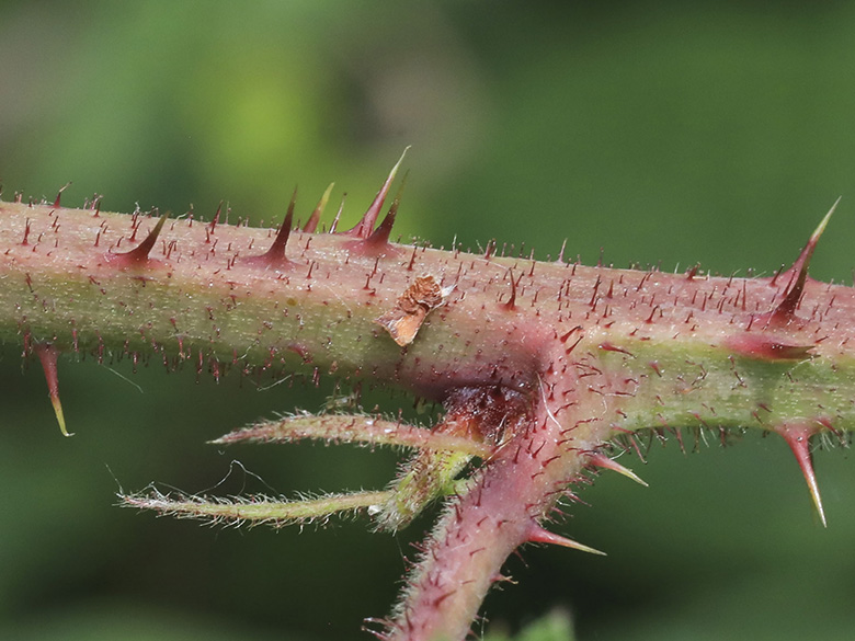 Rubus oreades