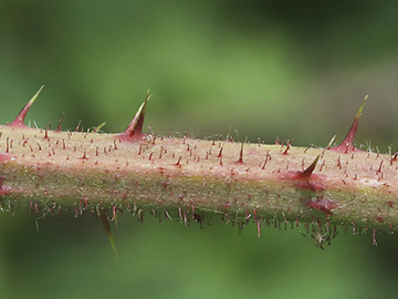 Rubus oreades
