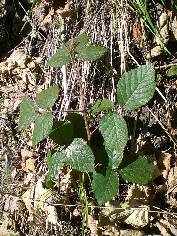 Rubus oreades