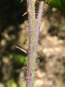 Rubus oreades