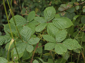 Rubus orthostachys