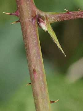 Rubus orthostachys
