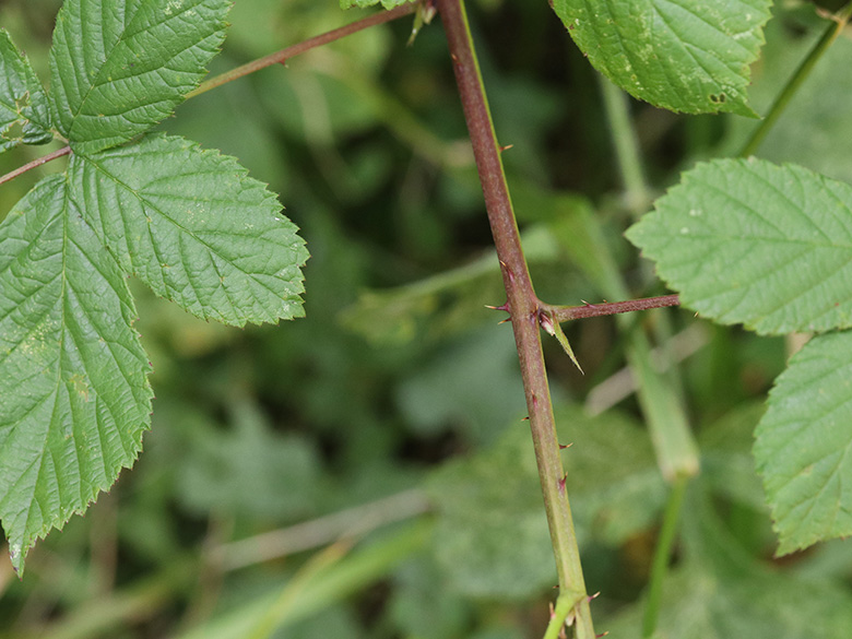 Rubus orthostachys