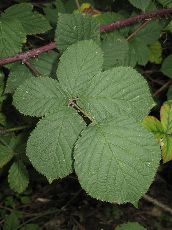 Rubus grandiflorus
