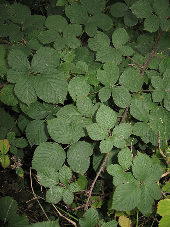 Rubus grandiflorus