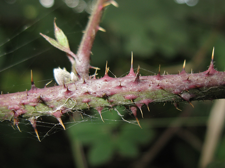 Rubus grandiflorus