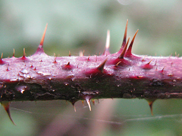 Rubus grandiflorus