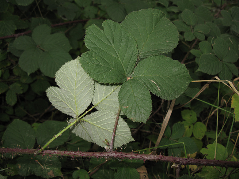 Rubus grandiflorus
