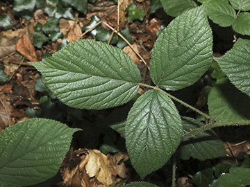 Rubus pedemontanus