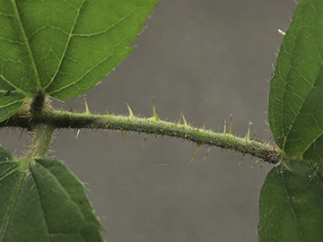 Rubus pedemontanus