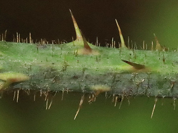 Rubus pedemontanus