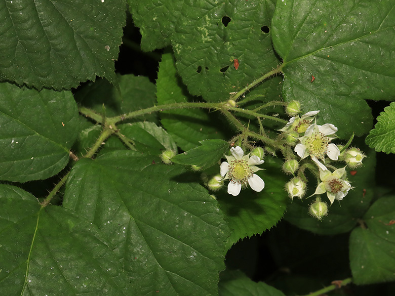 Rubus pedemontanus