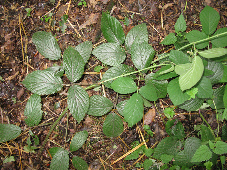 Rubus pedemontanus