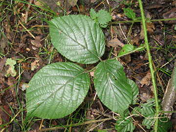 Rubus pedemontanus
