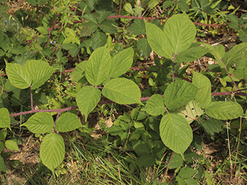 Rubus pedemontanus