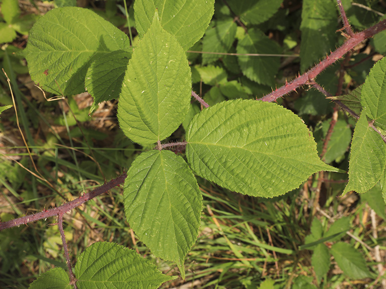 Rubus pedemontanus