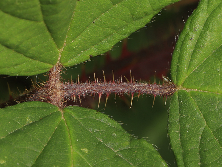 Rubus pedemontanus