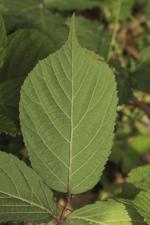 Rubus pedemontanus