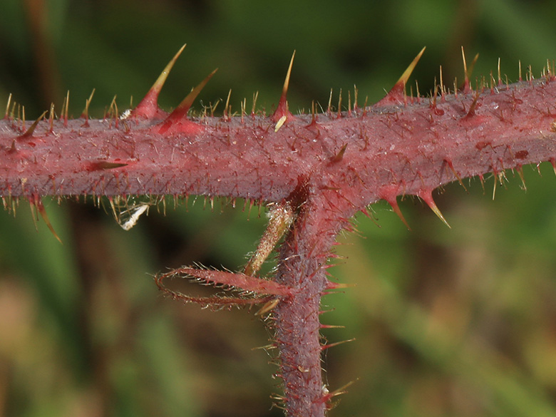 Rubus pedemontanus