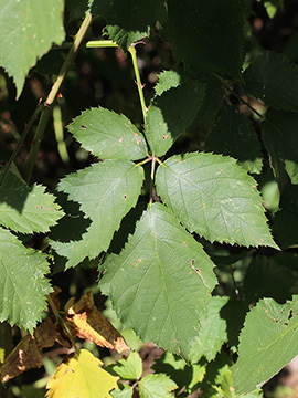 Rubus procerus