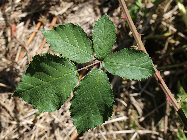 Rubus procerus