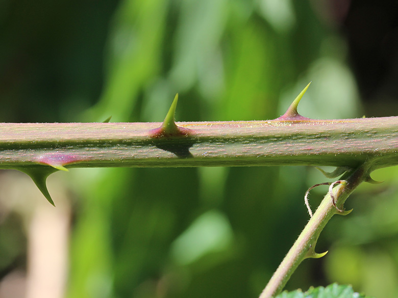 Rubus procerus