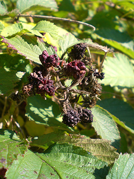 Rubus pyramidalis