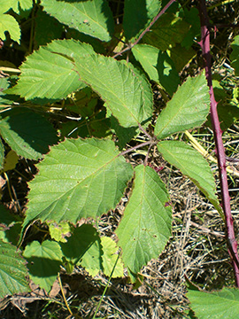 Rubus pyramidalis