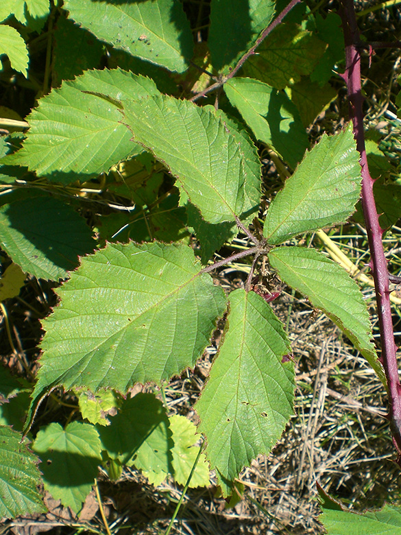 Rubus pyramidalis